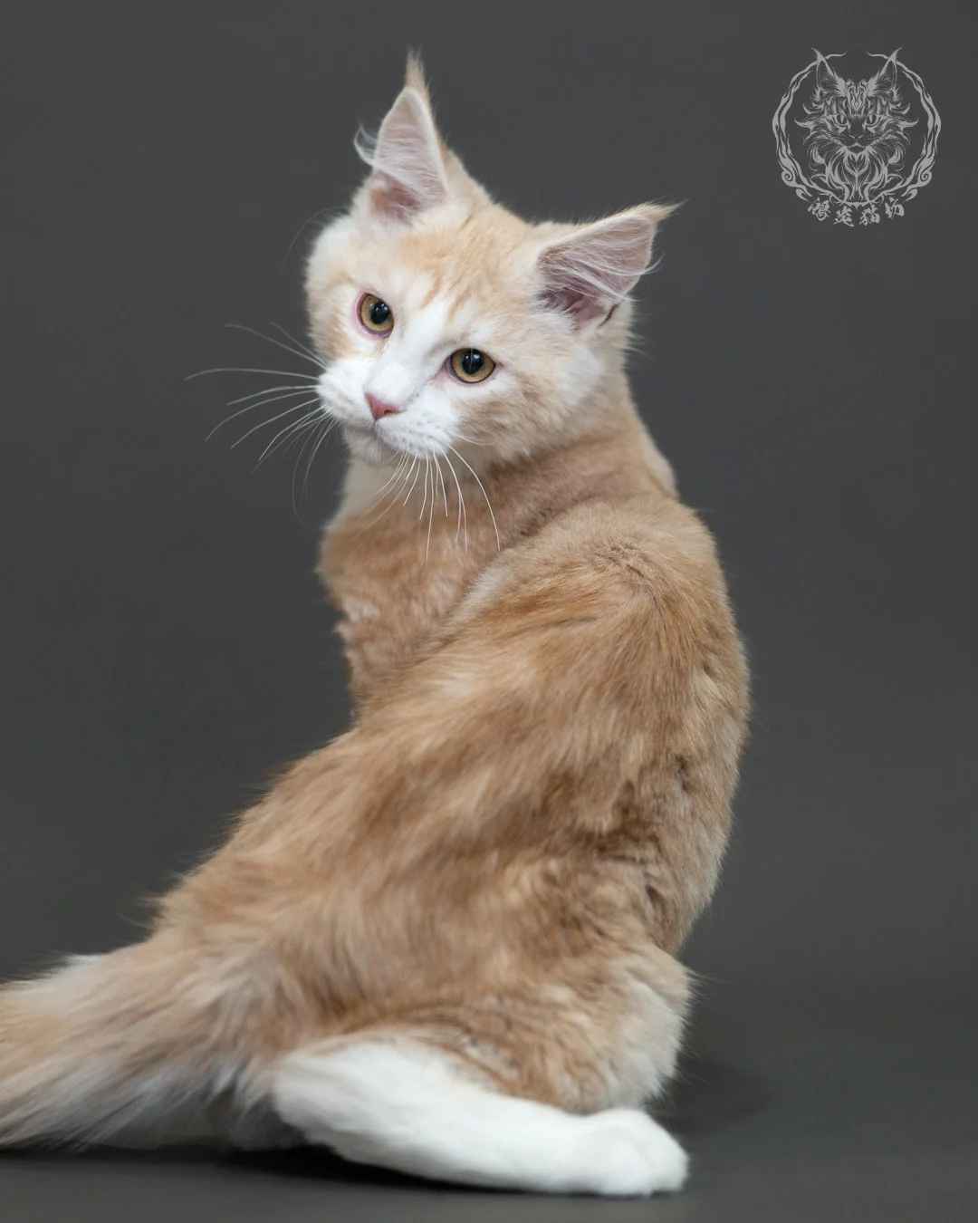 紅銀虎斑緬因貓 Red Silver Tabby Maine Coon 4halfmonths Cattery Taichung 7