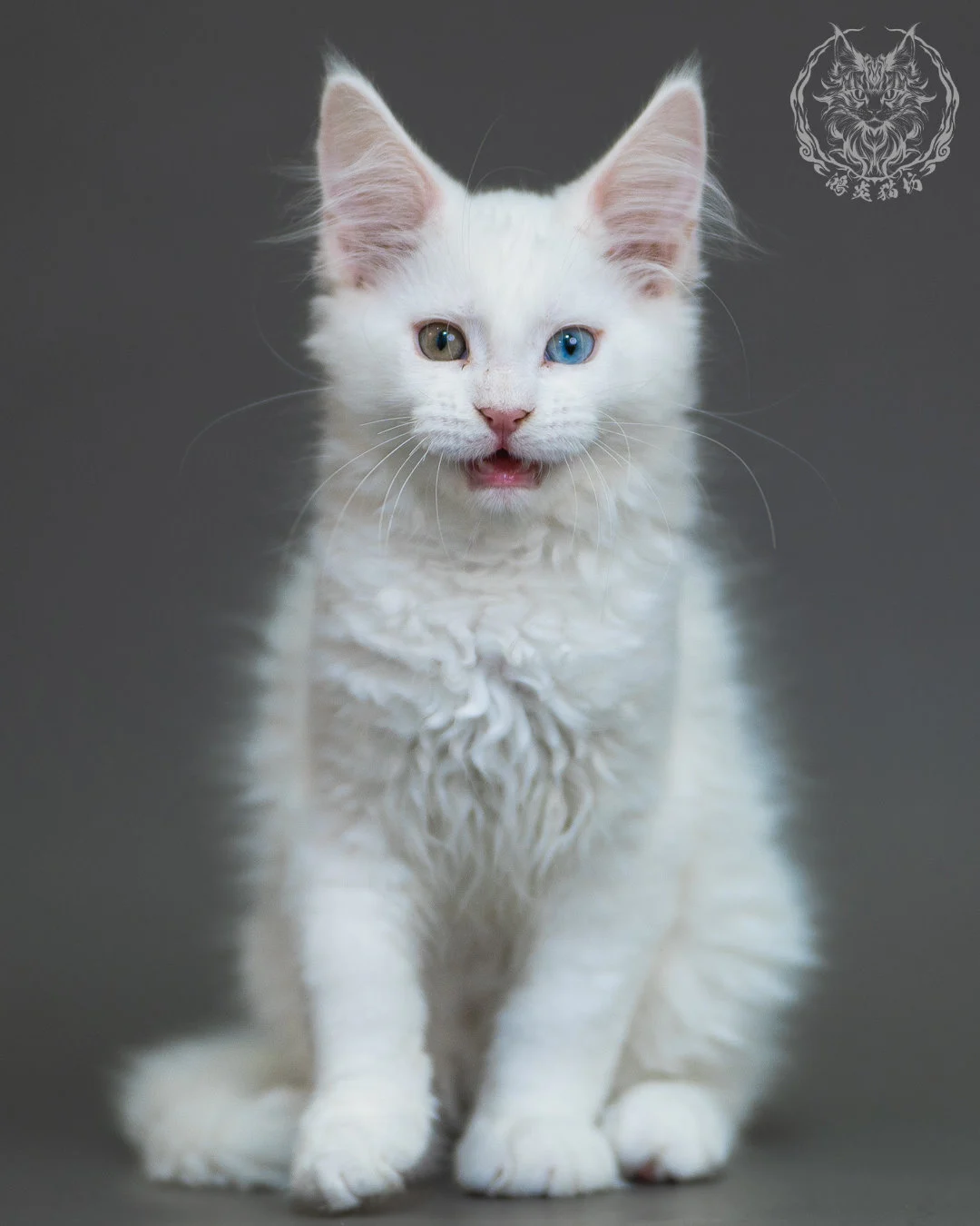異瞳白色 Odd Eye White Maine Coon 3months 15
