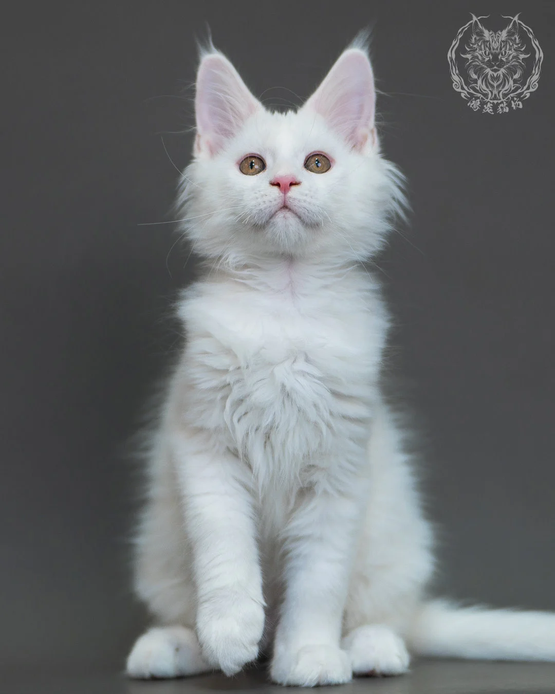 白色 White Maine Coon 3months 20