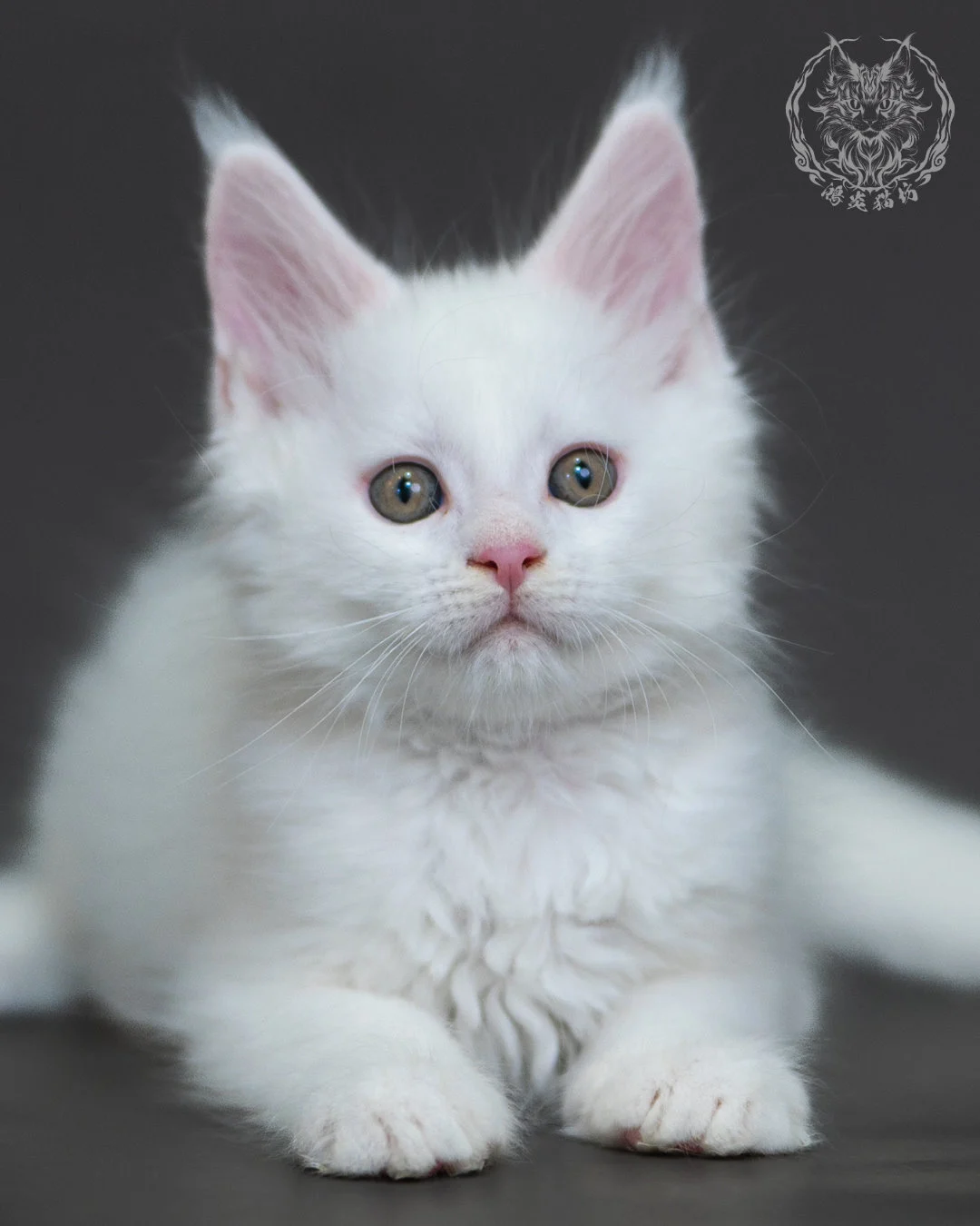 白色緬因貓2個月紀錄 White Maine Coon 2months 10
