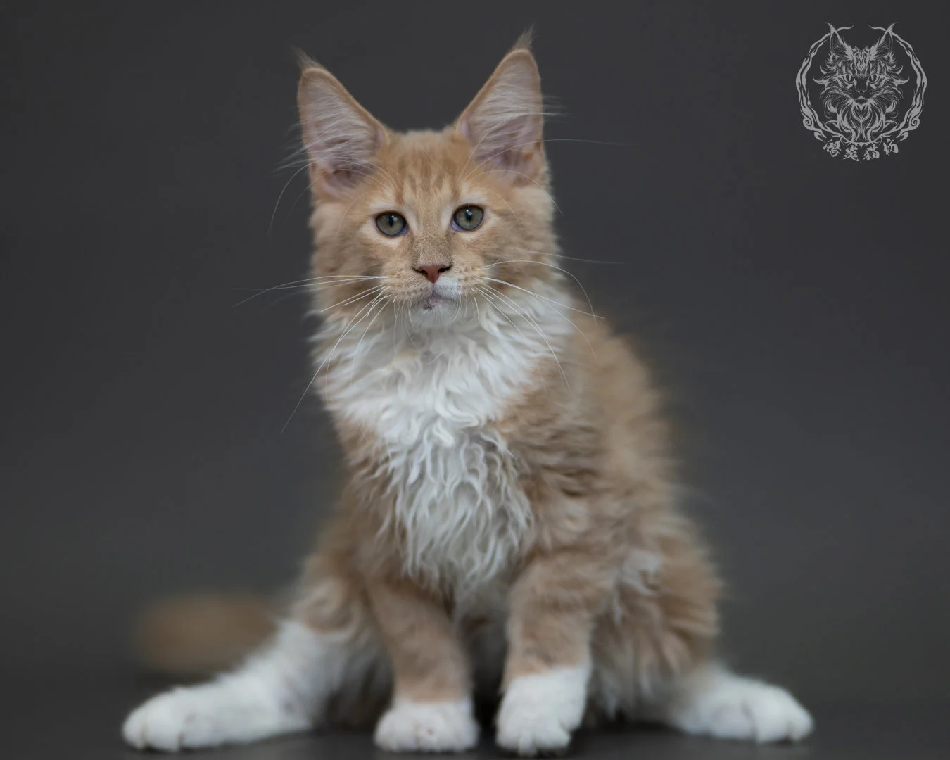 奶油虎斑 Cream Tabby Maine Coon 3months 12
