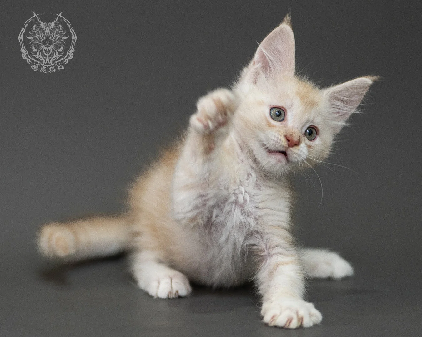 紅銀虎斑緬因貓 Red Silver Tabby Maine Coon 2months Closeup 26