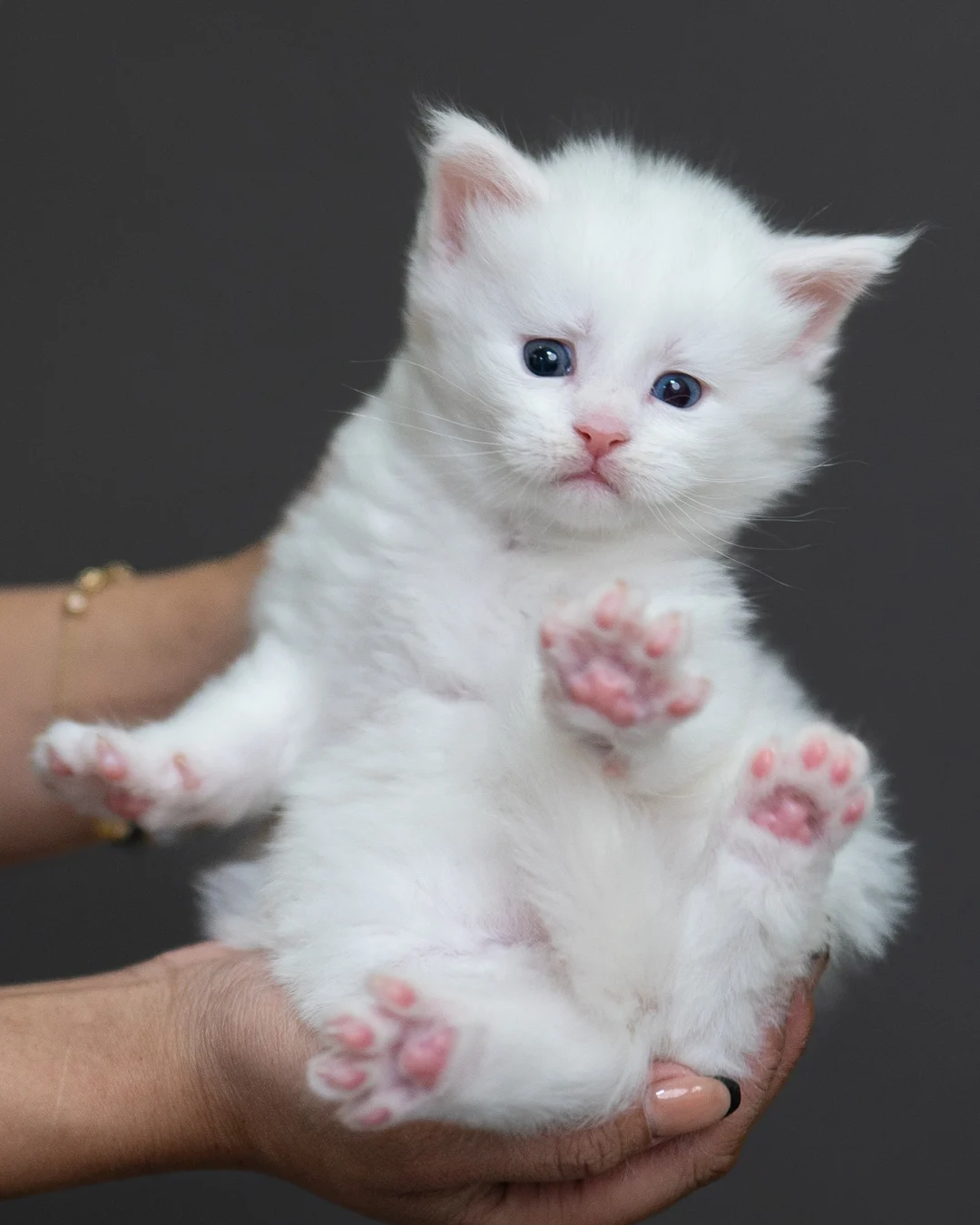 白色緬因貓 White Maine Coon 4weeks Cattery Taichung 4