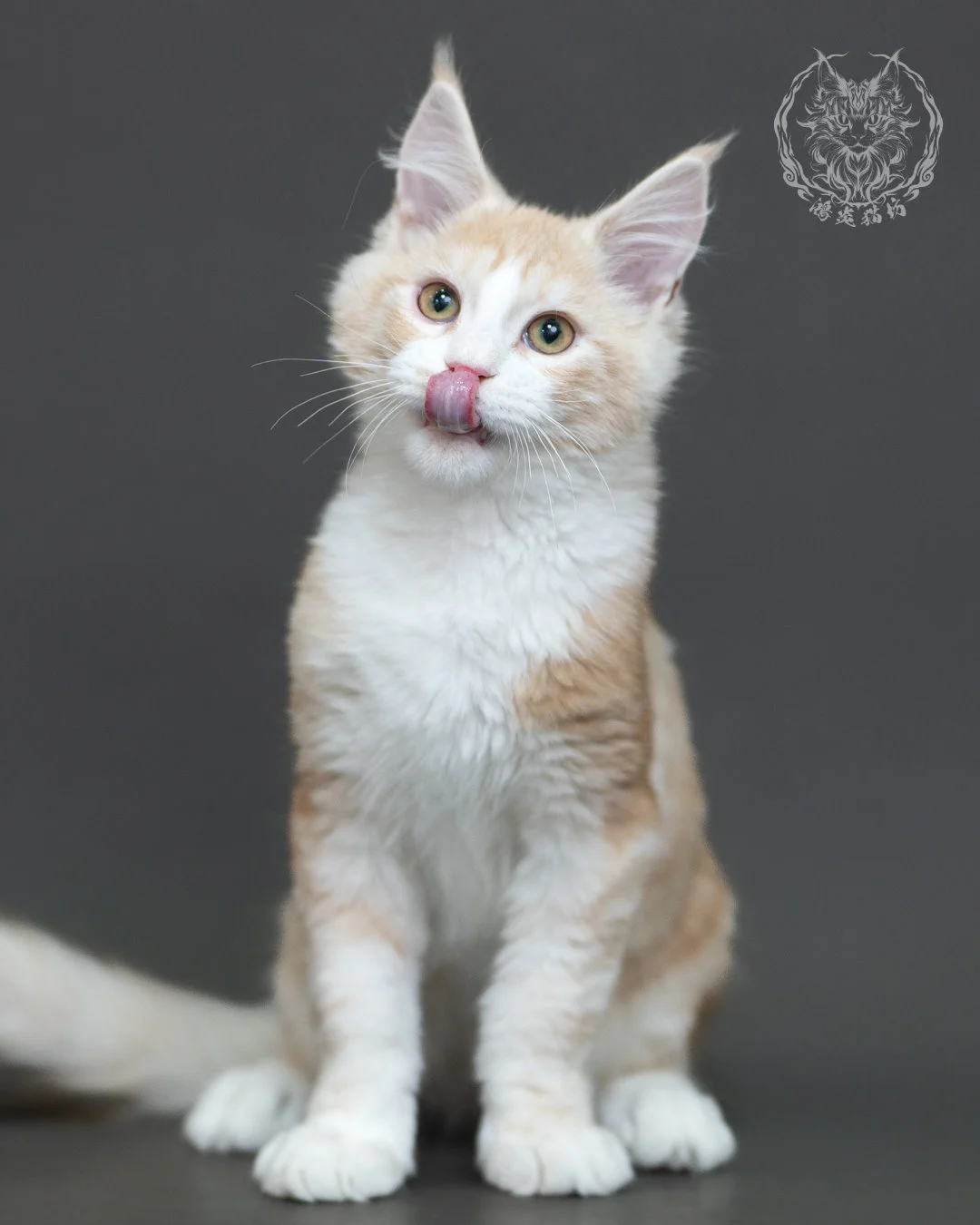 紅銀虎斑緬因貓 Red Silver Tabby Maine Coon 4halfmonths Cattery Taichung 3