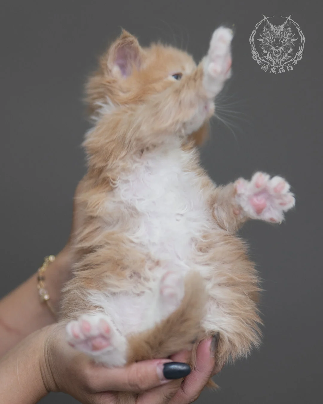 奶油虎斑緬因貓 Cream Tabby Maine Coon 4weeks Cattery Taichung 13