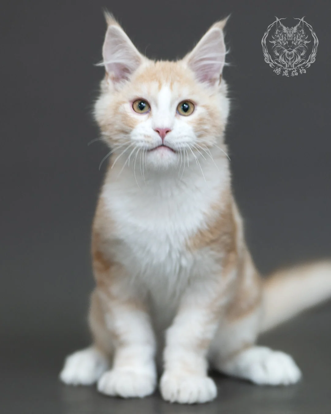 紅銀虎斑緬因貓 Red Silver Tabby Maine Coon 4halfmonths Cattery Taichung 11