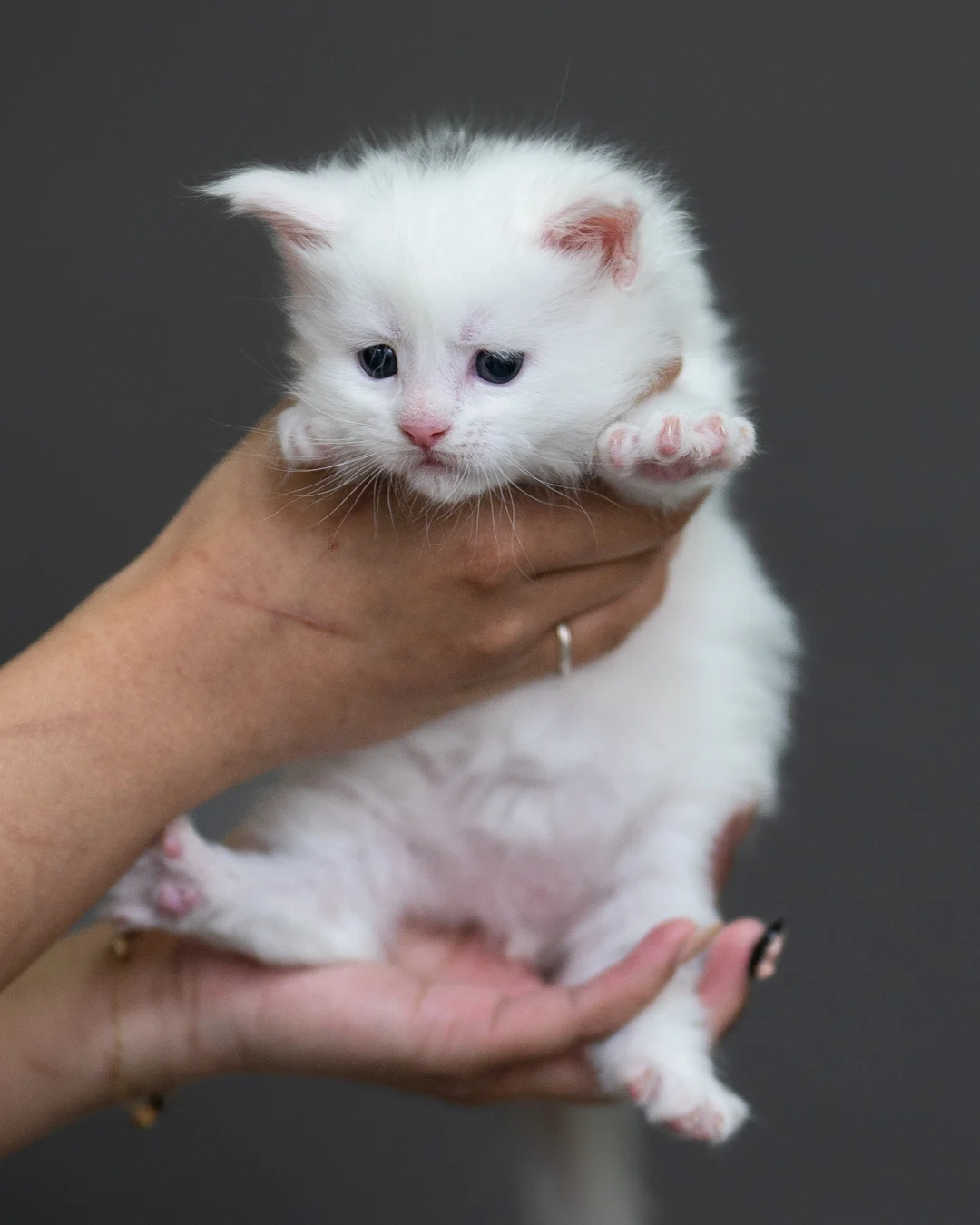 白色緬因貓 White Maine Coon 4weeks Cattery Taichung 4