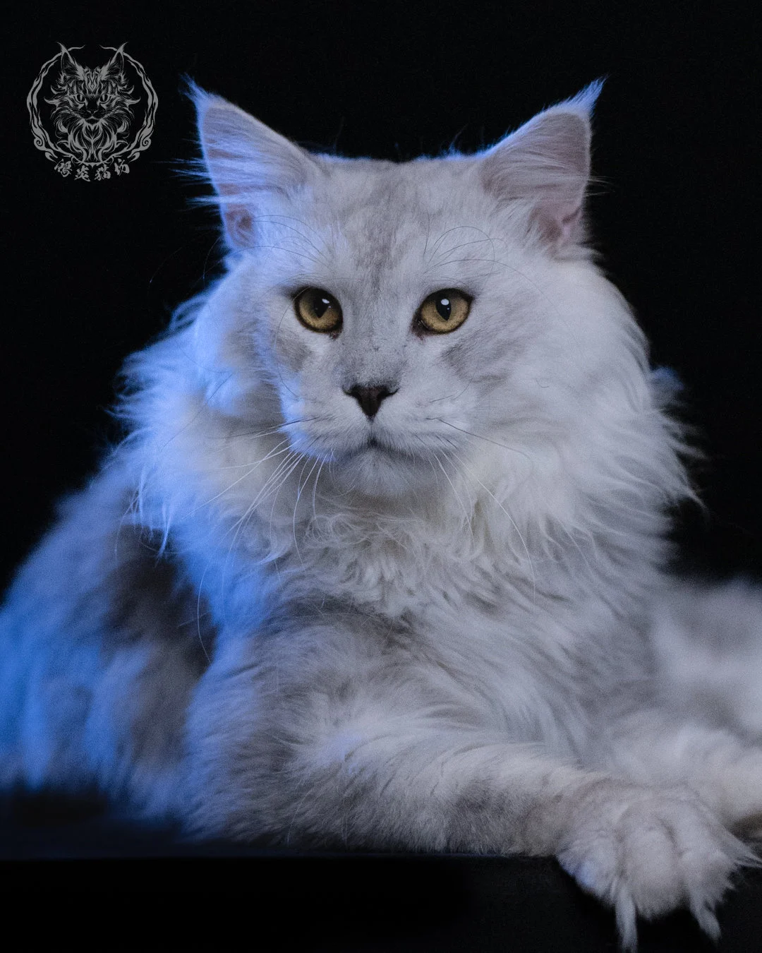 黑銀陰影緬因貓 Black Silver Shaded Maine Coon 1year4months Cattery Taichung 6