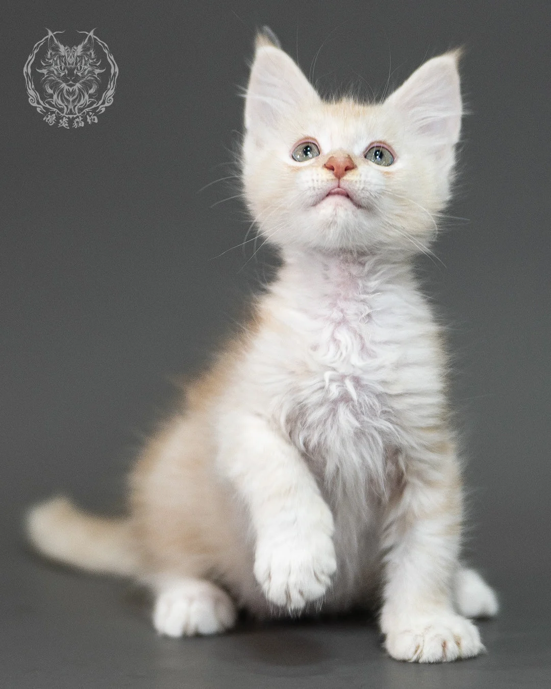 紅銀虎斑緬因貓 Red Silver Tabby Maine Coon 2months Closeup 16