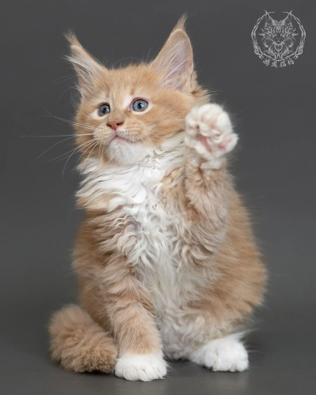 奶油虎斑緬因貓 Cream Tabby Maine Coon 2months Cattery Taichung 14