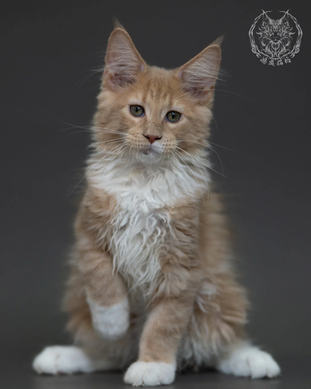 奶油虎斑 Cream Tabby Maine Coon 3months 6