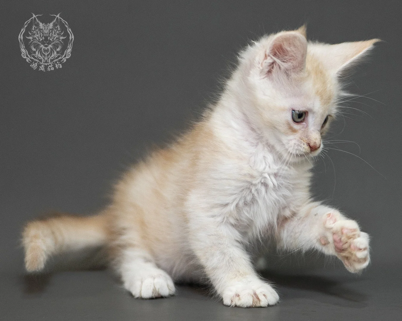 紅銀虎斑緬因貓 Red Silver Tabby Maine Coon 2months Closeup 21
