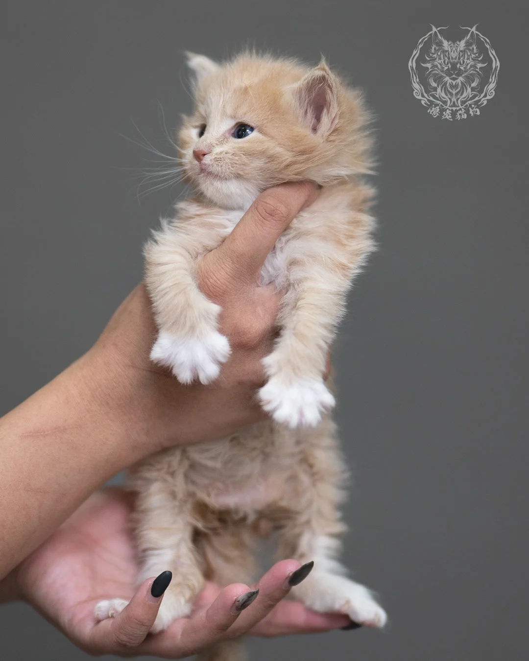 奶油虎斑緬因貓 Cream Tabby Maine Coon 4weeks Cattery Taichung 4