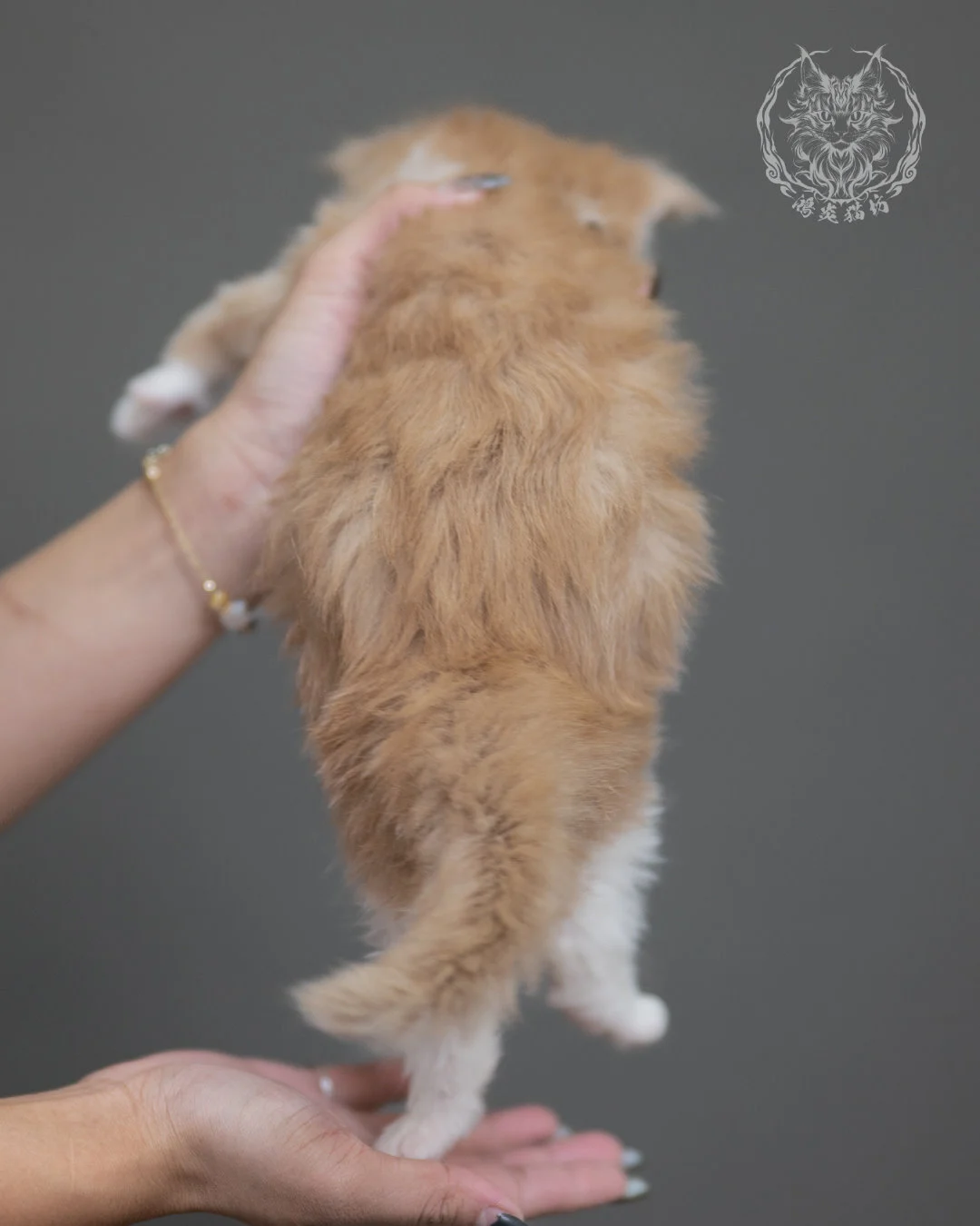 奶油虎斑緬因貓 Cream Tabby Maine Coon 4weeks Cattery Taichung 10