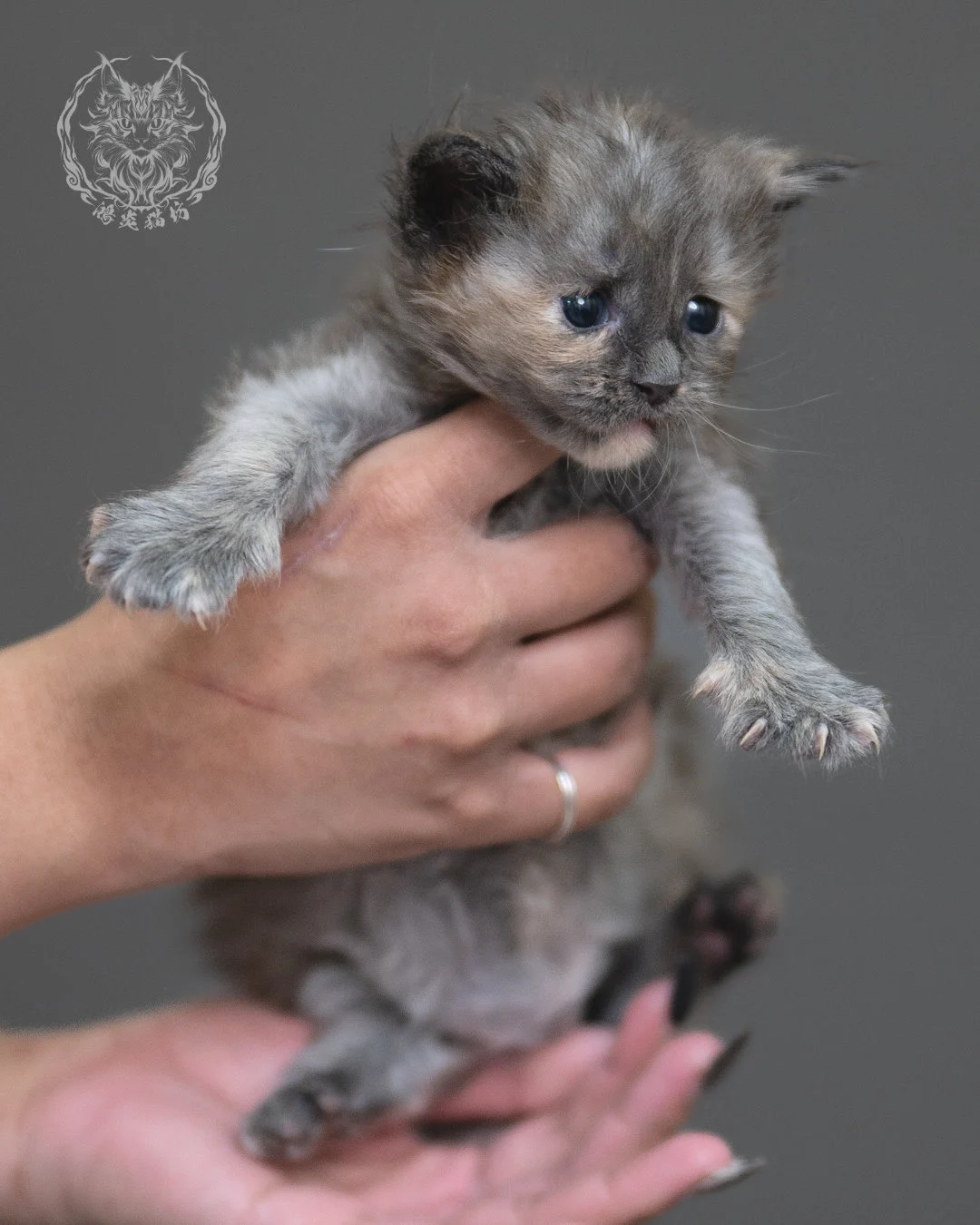 藍乳煙玳帽緬因貓 Blue Cream Smoke Tortie Maine Coon 4weeks Cattery Taichung 6