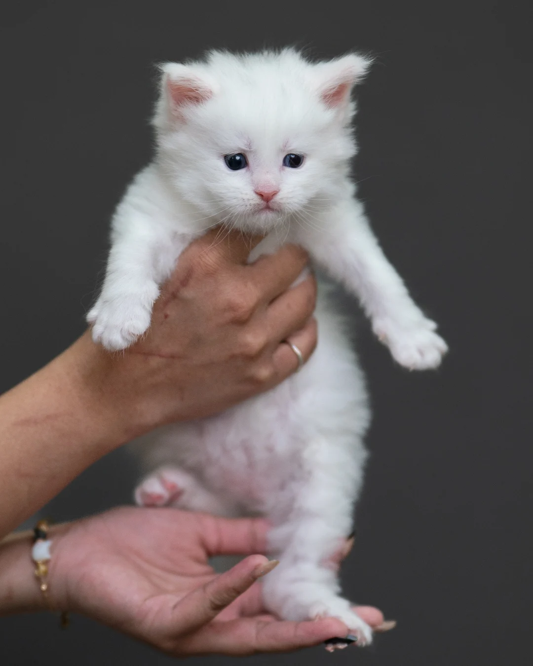 白色緬因貓 White Maine Coon 4weeks Cattery Taichung 8