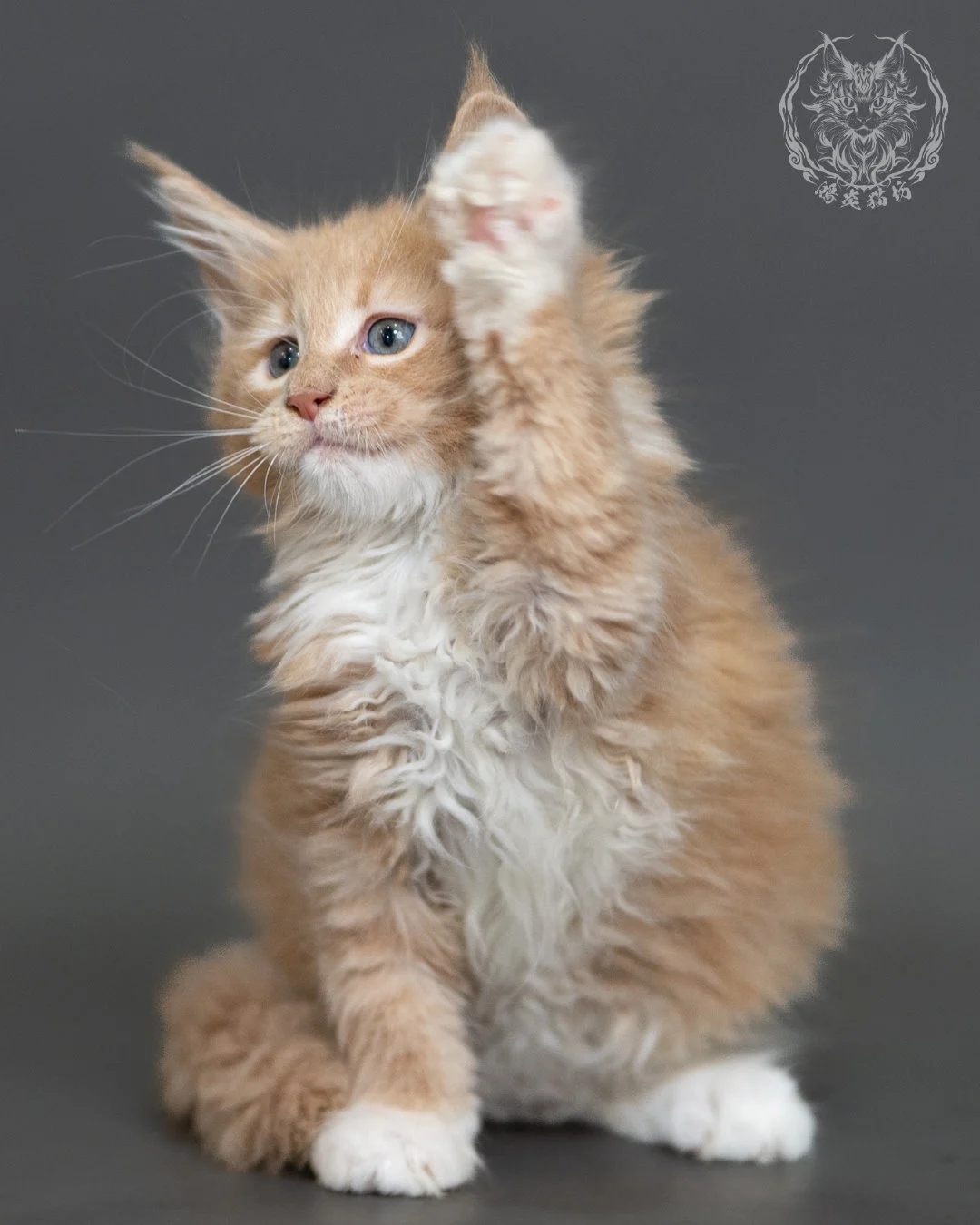 奶油虎斑緬因貓 Cream Tabby Maine Coon 2months Cattery Taichung 3