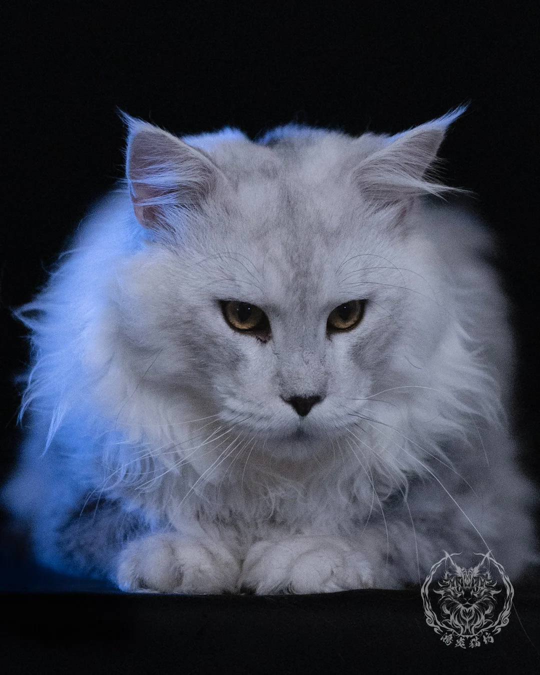 黑銀陰影緬因貓 Black Silver Shaded Maine Coon 1year4months Cattery Taichung 1