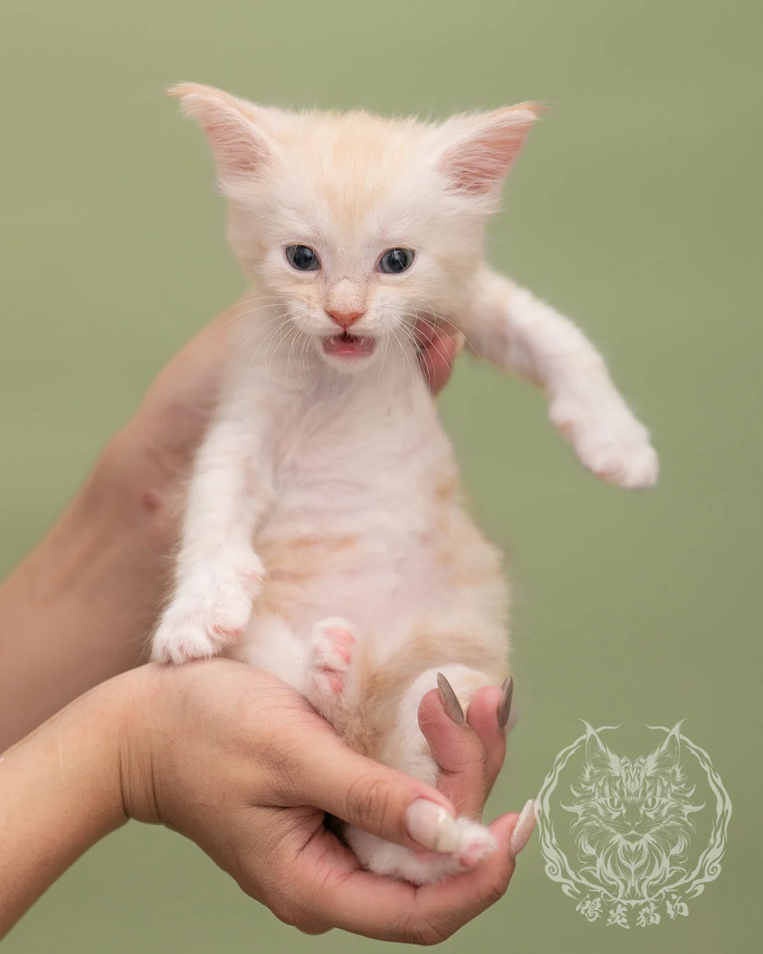 紅銀虎斑緬因貓 Red Silver Tabby Maine Coon 4weeks Closeup 7