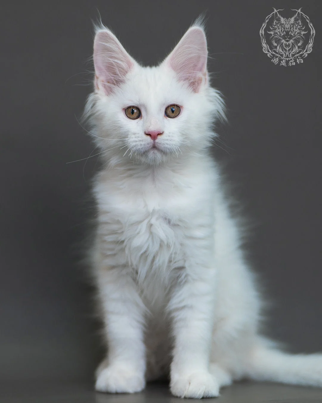 白色 White Maine Coon 3months 2