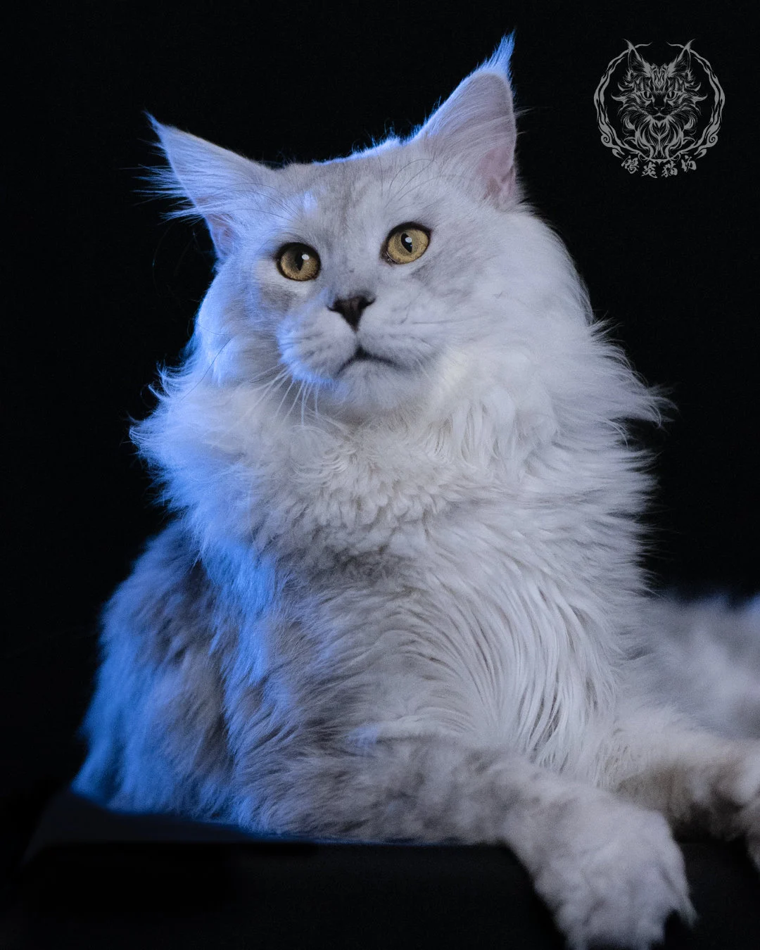 黑銀陰影緬因貓 Black Silver Shaded Maine Coon 1year4months Cattery Taichung 10
