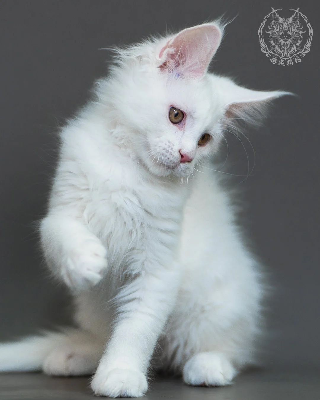 白色 White Maine Coon 3months 16