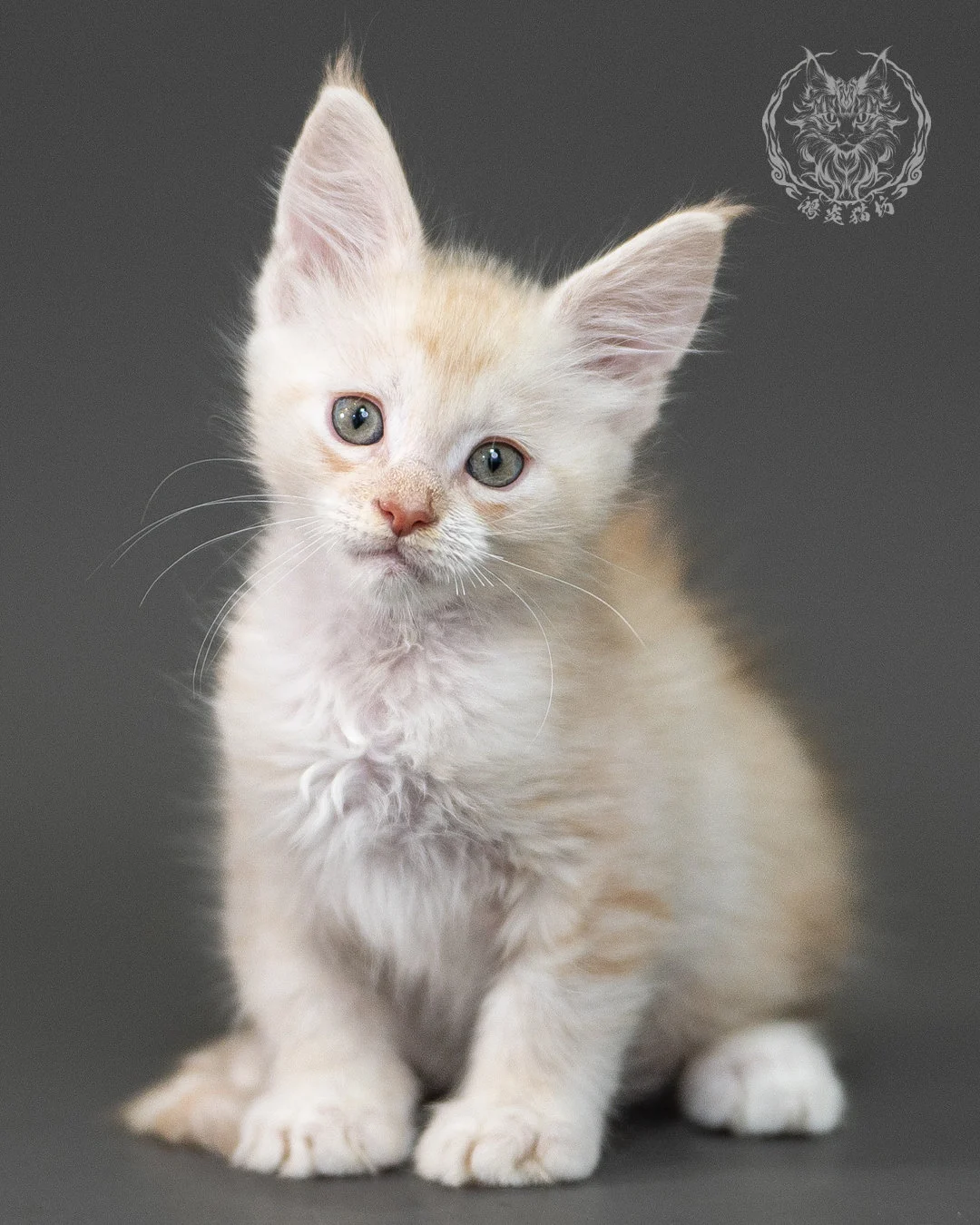 紅銀虎斑緬因貓 Red Silver Tabby Maine Coon 2months Closeup 10