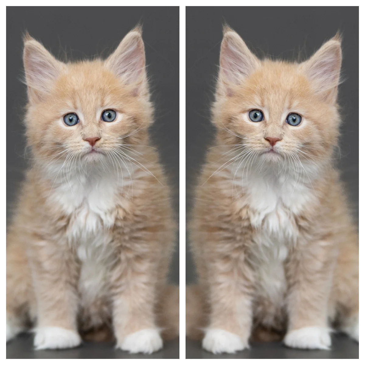 奶油虎斑緬因貓