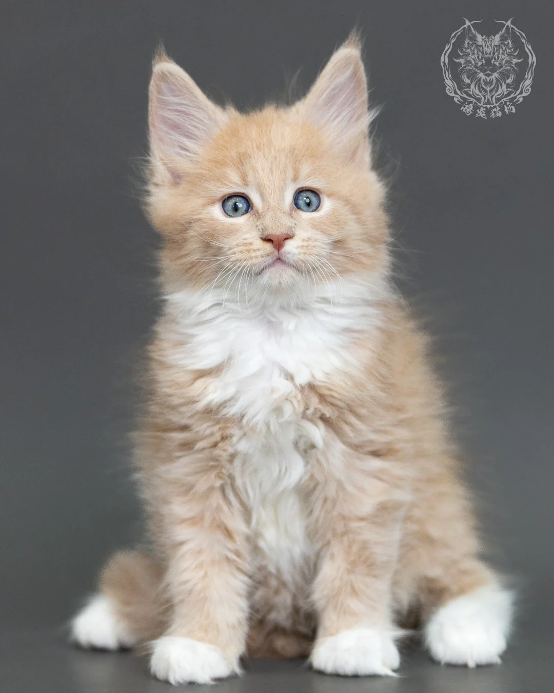 奶油虎斑緬因貓 Cream Tabby Maine Coon 2months Cattery Taichung 7