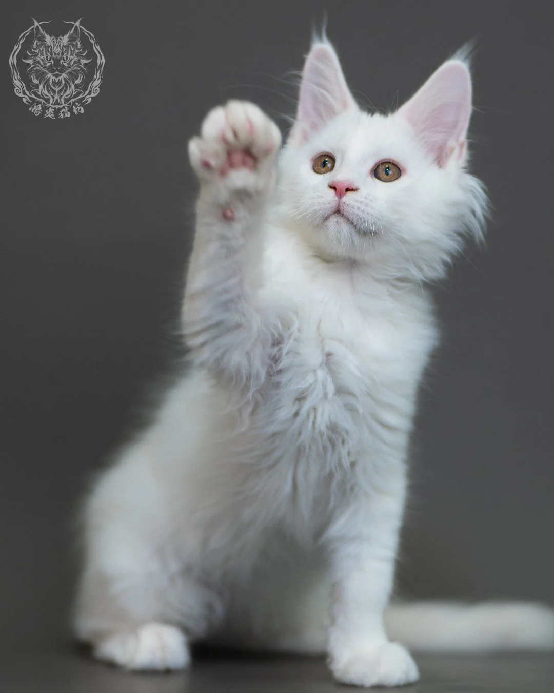 白色 White Maine Coon 3months 4