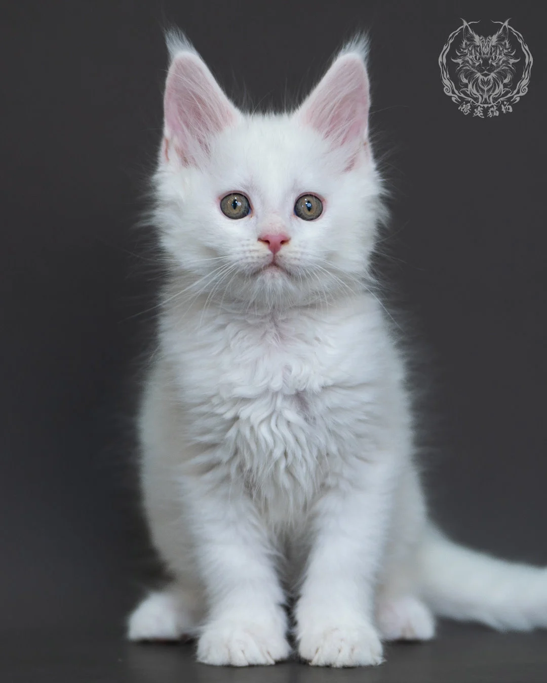 白色緬因貓2個月紀錄 White Maine Coon 2months 7