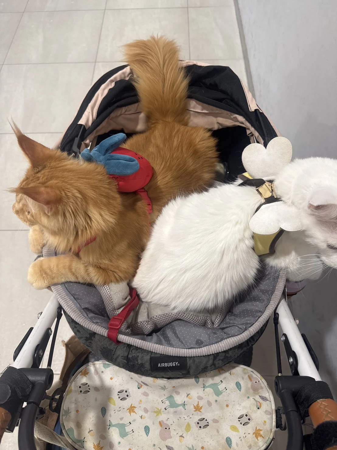 Hongyan Mainecoon Halu Stroller Little Lion.jpg