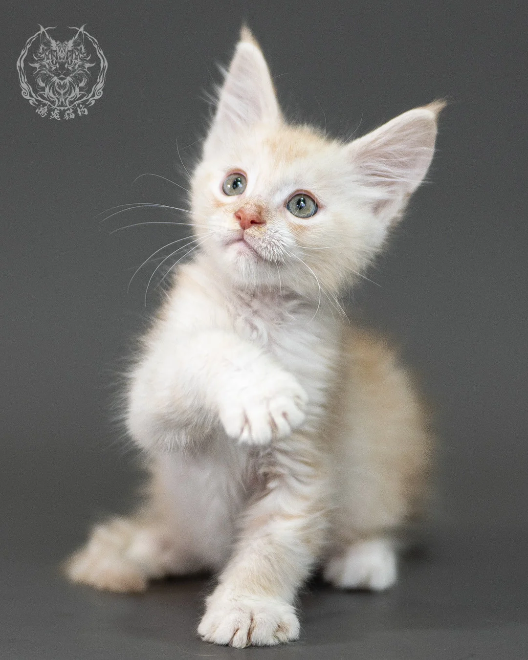 紅銀虎斑緬因貓 Red Silver Tabby Maine Coon 2months Closeup 1