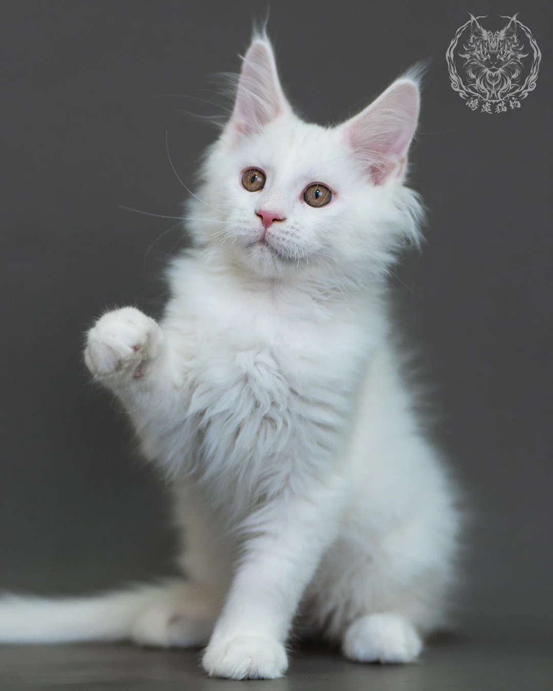 白色 White Maine Coon 3months 15