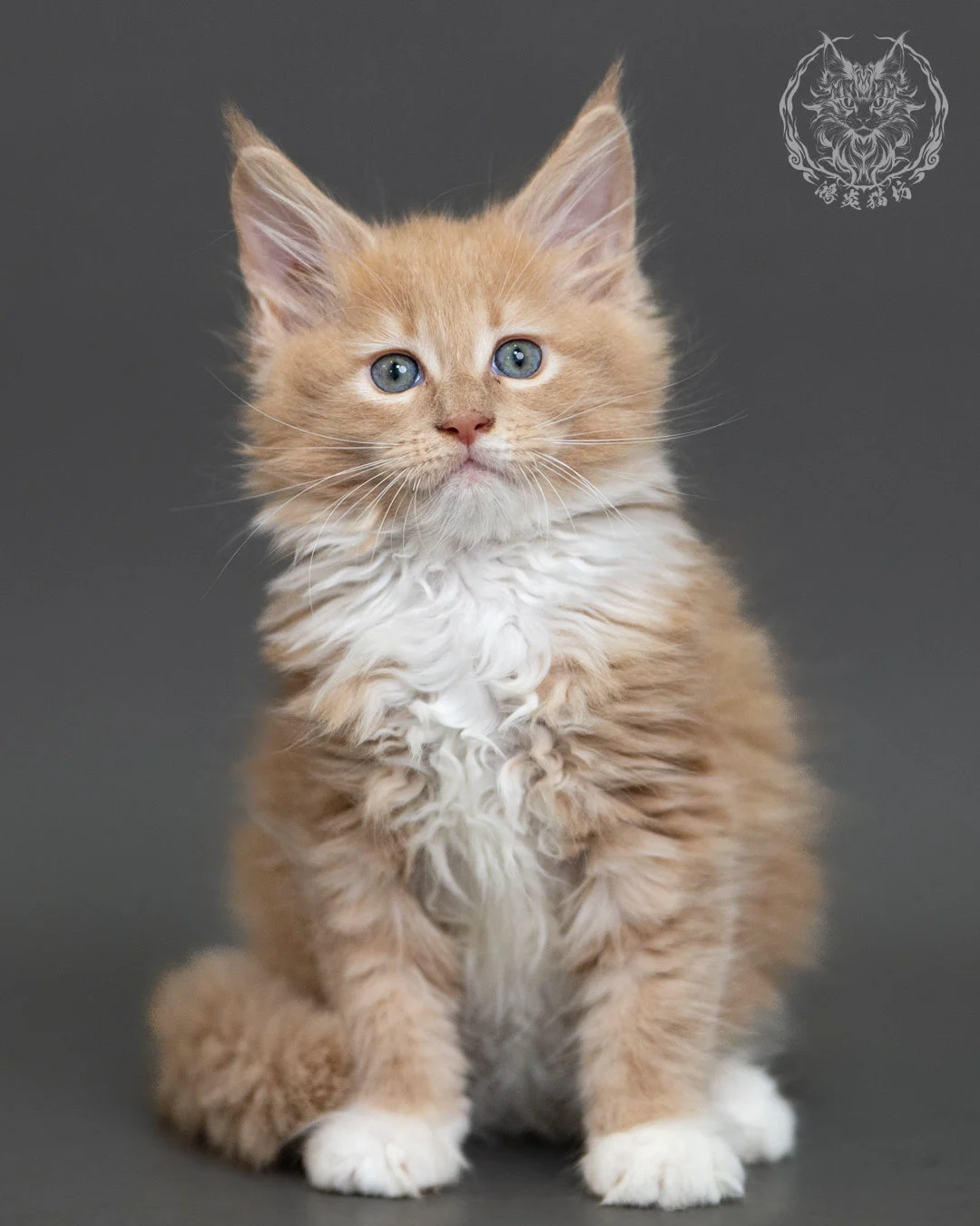 奶油虎斑緬因貓 Cream Tabby Maine Coon 2months Cattery Taichung 2