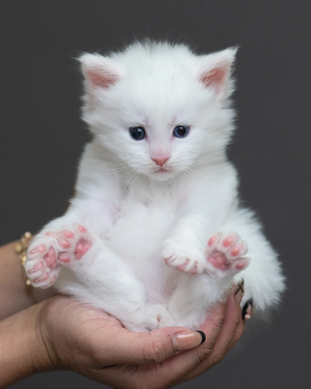 白色緬因貓 White Maine Coon 4weeks Cattery Taichung 2