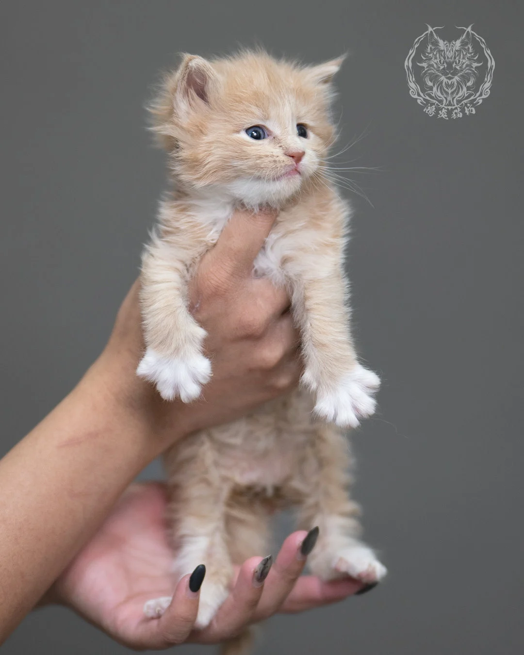 奶油虎斑緬因貓 Cream Tabby Maine Coon 4weeks Cattery Taichung 7