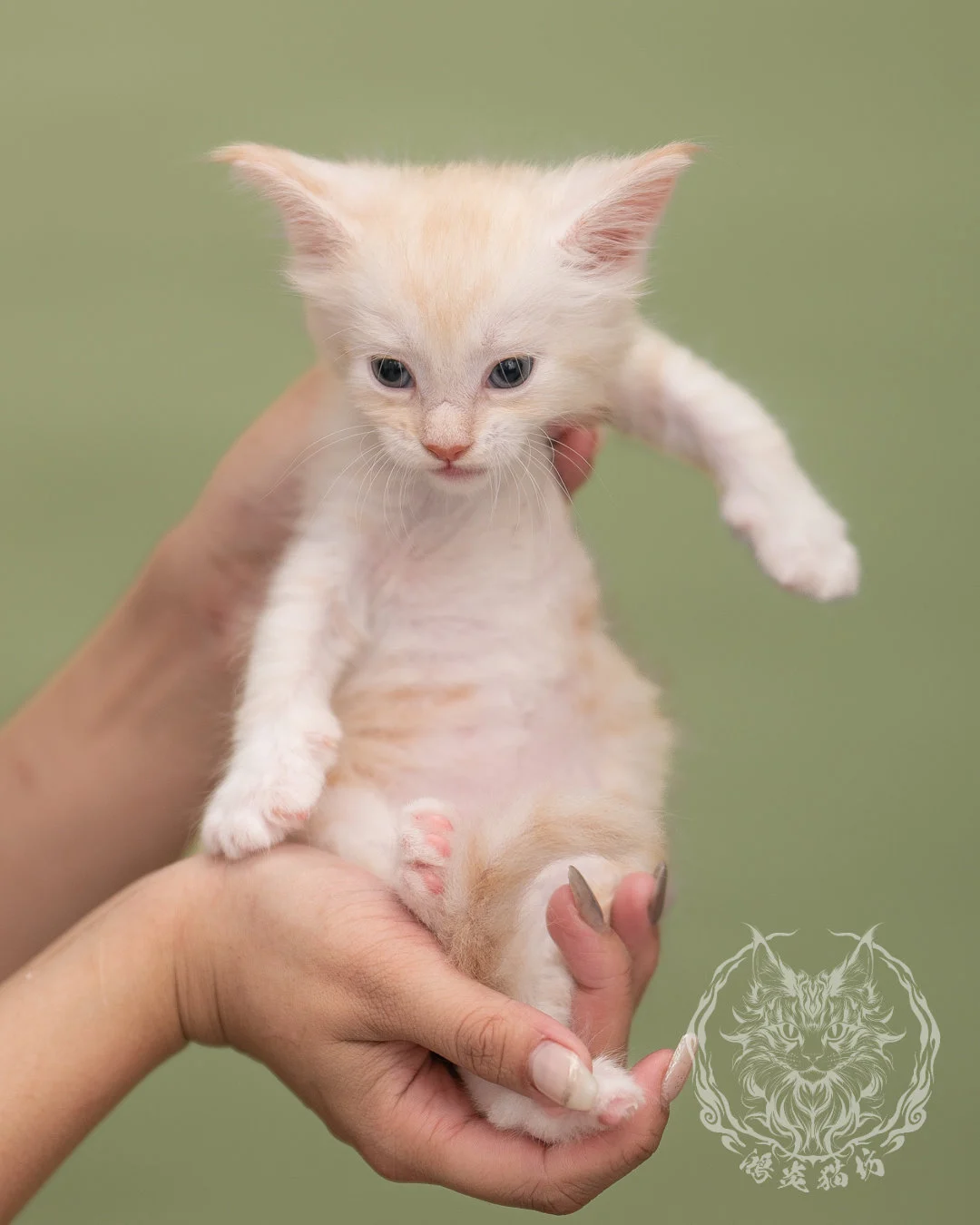 紅銀虎斑緬因貓 Red Silver Tabby Maine Coon 4weeks Closeup 6