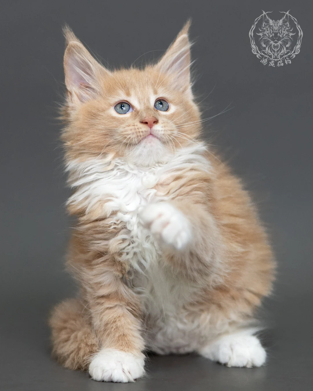 奶油虎斑緬因貓 Cream Tabby Maine Coon 2months Cattery Taichung 6
