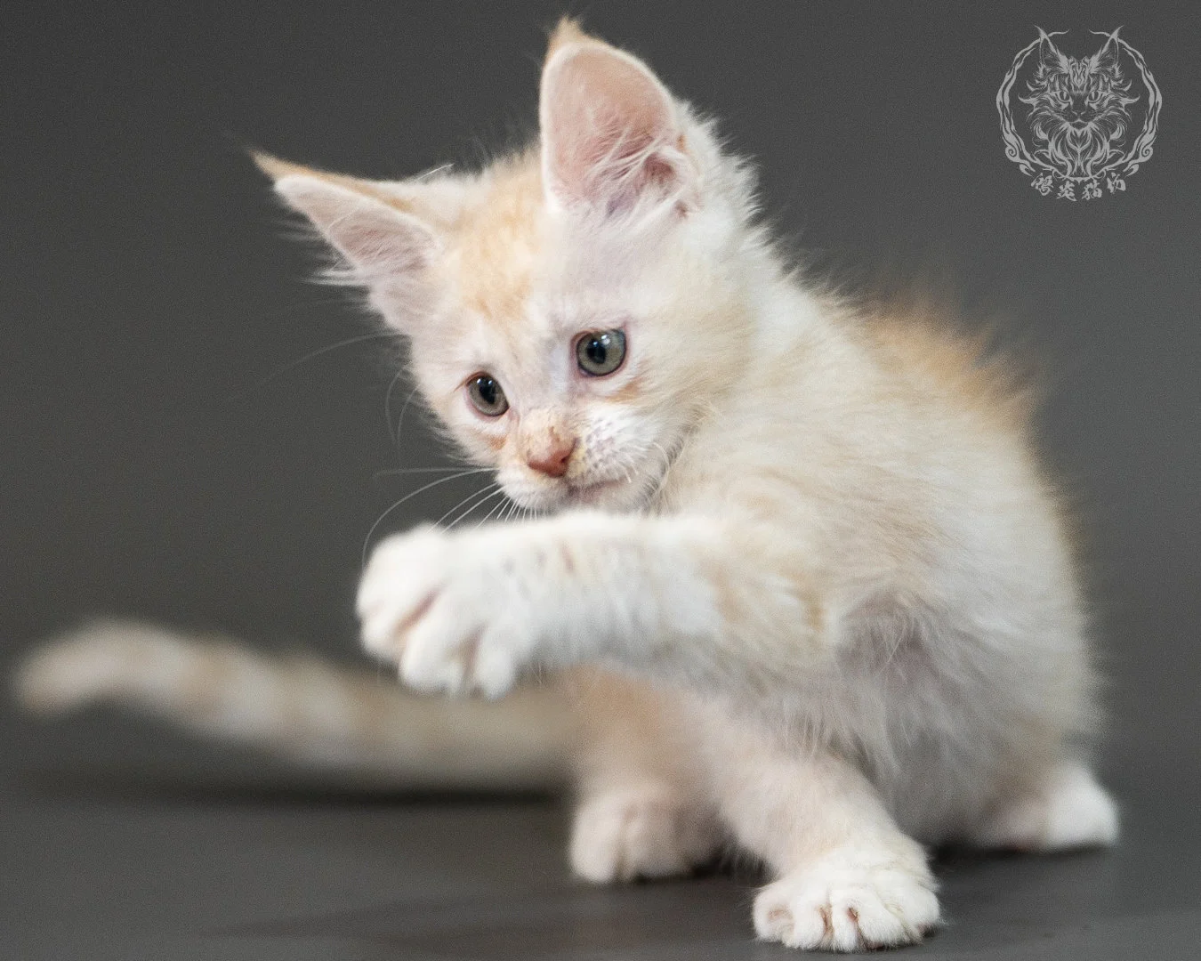 紅銀虎斑緬因貓 Red Silver Tabby Maine Coon 2months Closeup 20
