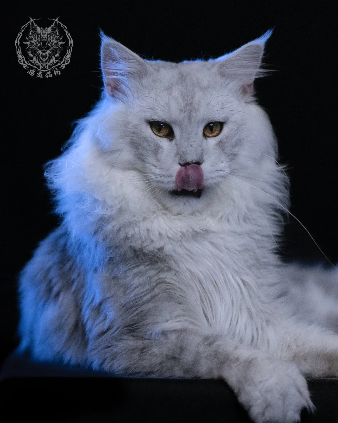 黑銀陰影緬因貓 Black Silver Shaded Maine Coon 1year4months Cattery Taichung 9