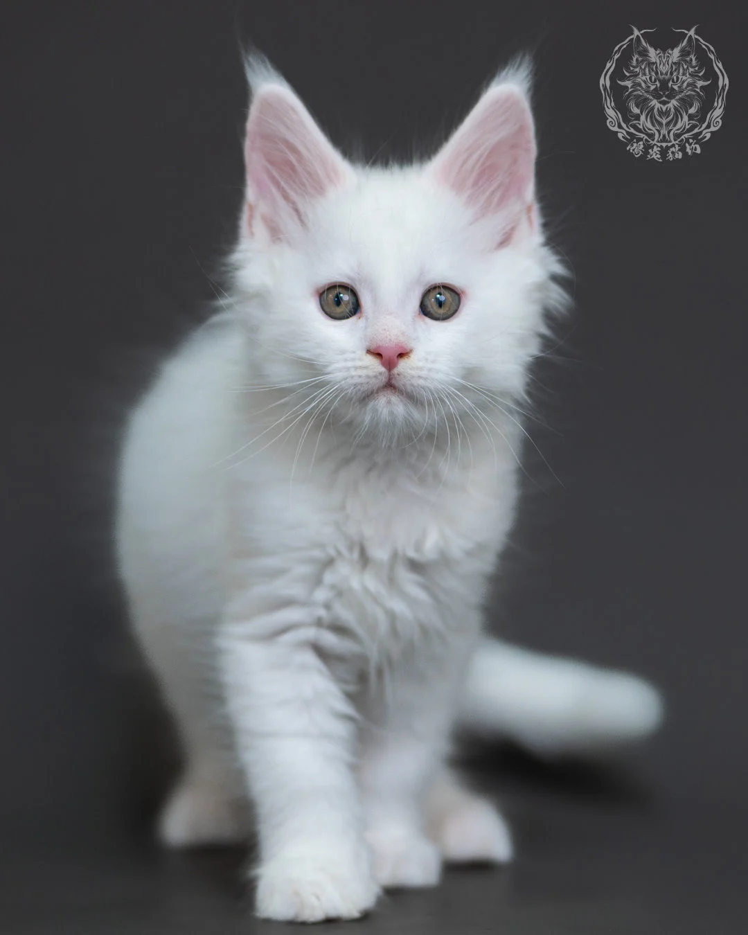 白色緬因貓2個月紀錄 White Maine Coon 2months 6