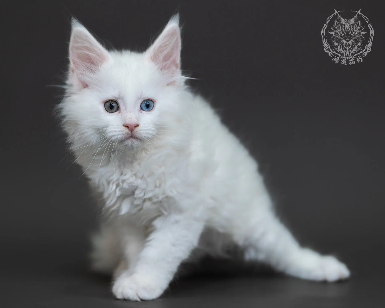 白色異瞳緬因貓 10