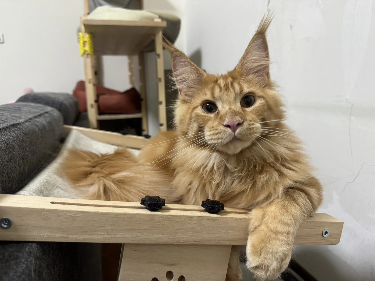 Hongyan Mainecoon Halu Hammock Pose.jpg