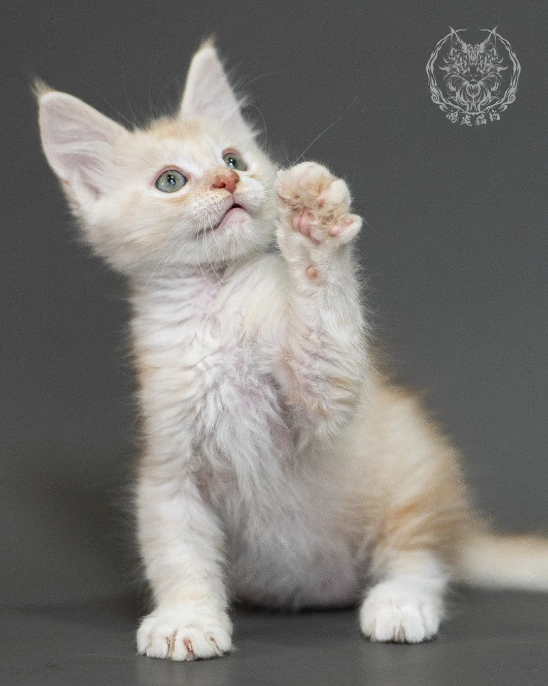 紅銀虎斑緬因貓 Red Silver Tabby Maine Coon 2months Closeup 12