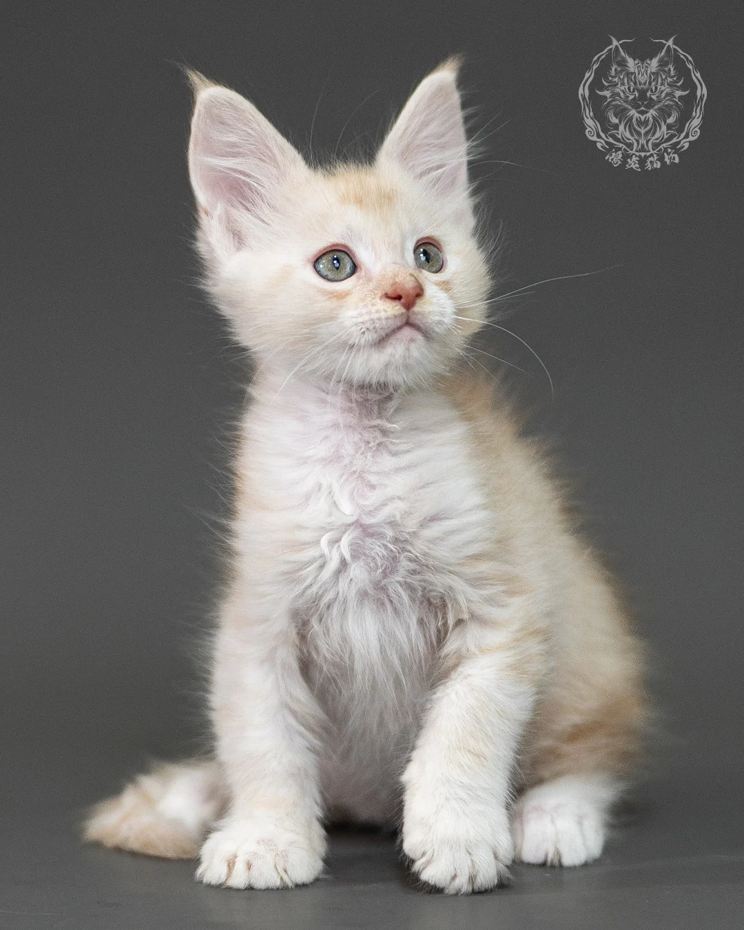 紅銀虎斑緬因貓 Red Silver Tabby Maine Coon 2months Closeup 8