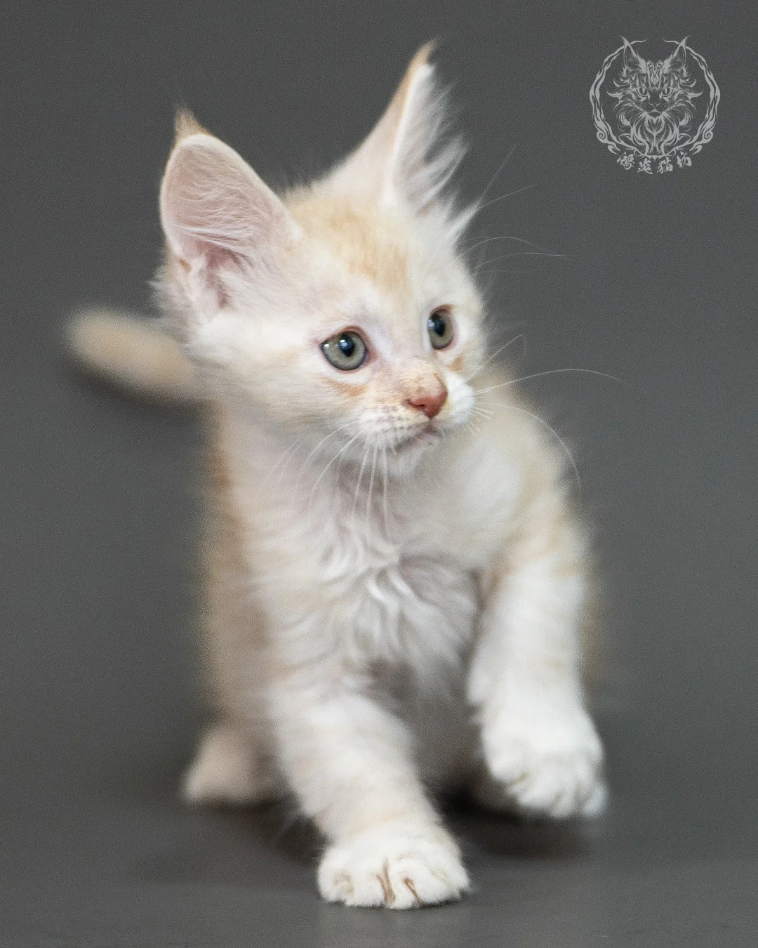 紅銀虎斑緬因貓 Red Silver Tabby Maine Coon 2months Closeup 19