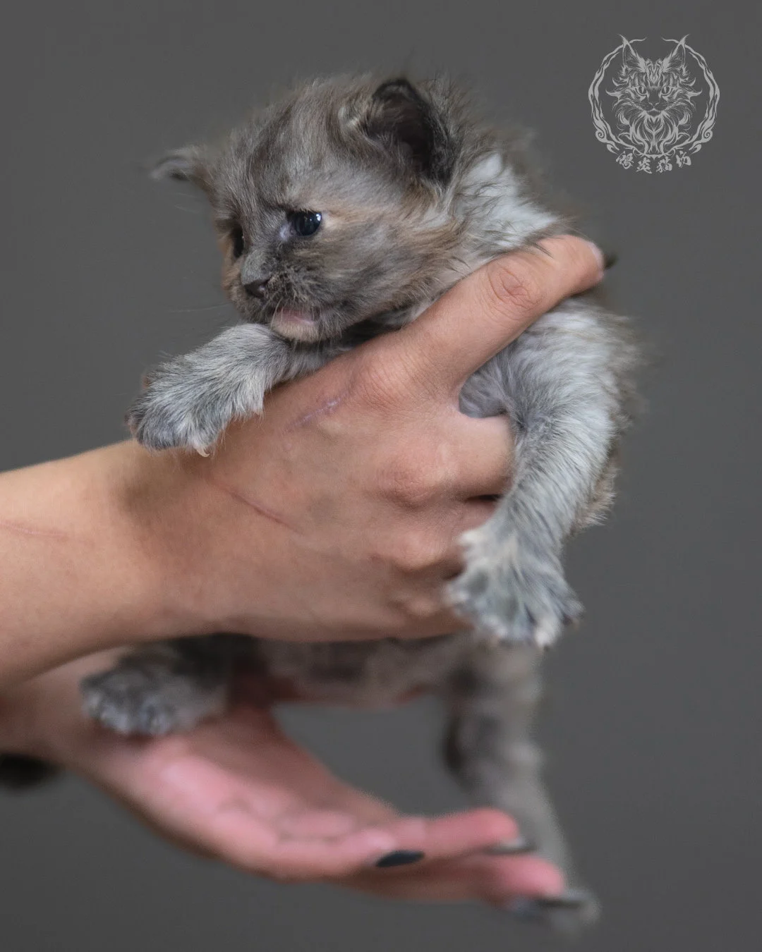 藍乳煙玳帽緬因貓 Blue Cream Smoke Tortie Maine Coon 4weeks Cattery Taichung 4