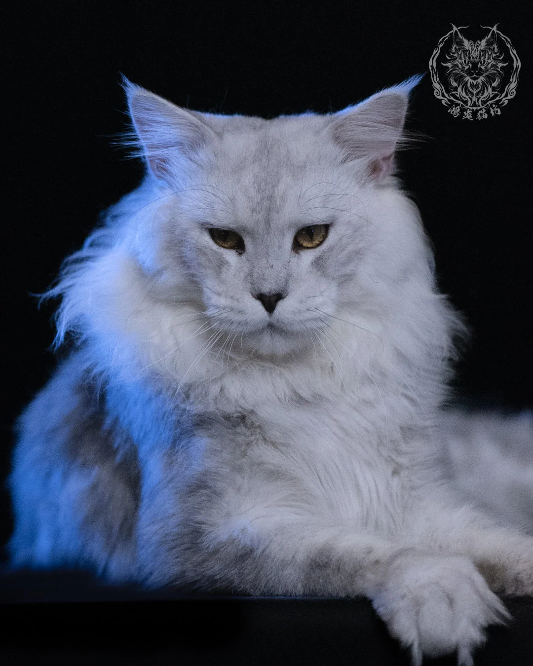 黑銀陰影緬因貓 Black Silver Shaded Maine Coon 1year4months Cattery Taichung 8