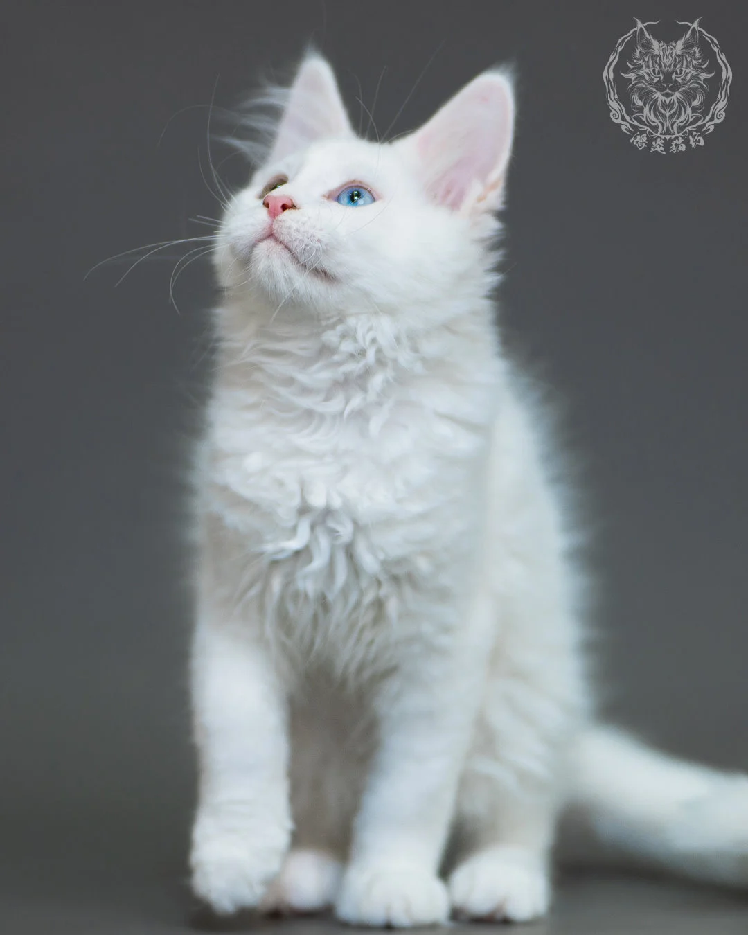 異瞳白色 Odd Eye White Maine Coon 3months 12